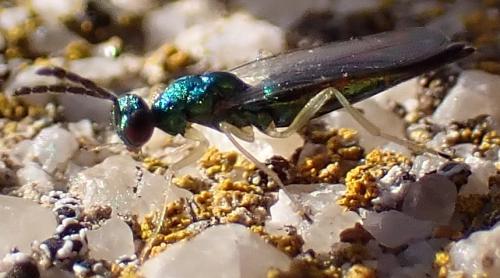 Sympiesis dolichogaster